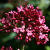 Centranthus ruber - Abriachan Nurseries